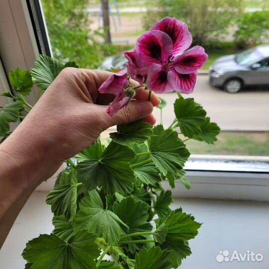 Королевская пеларгония