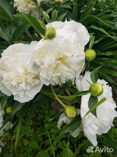 Пионы сортовые саженцы