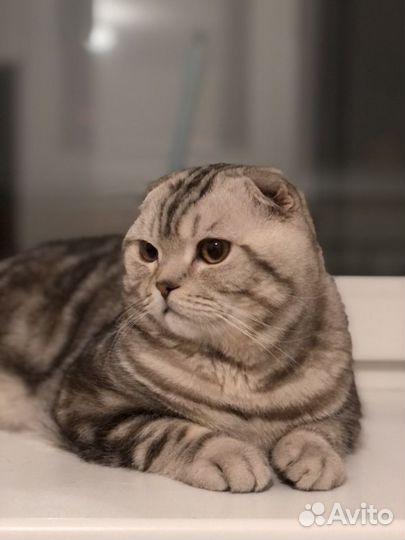 Шотландский вислоухий кот для вязки