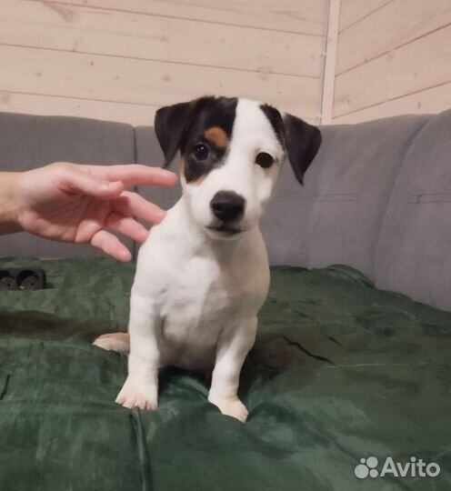 Джек рассел терьер