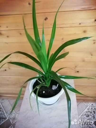 Пальма панданус