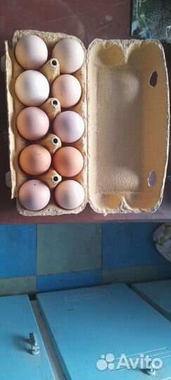 Домашние куриные яйца