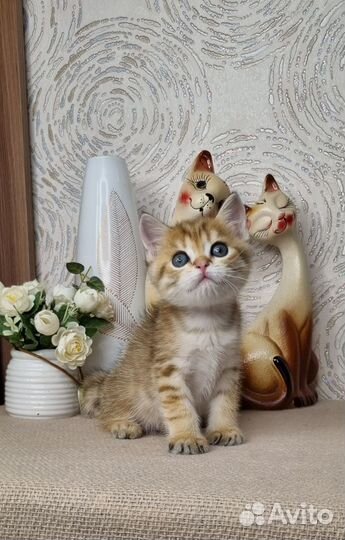 Хитрый шотландский лис в яркую полоску