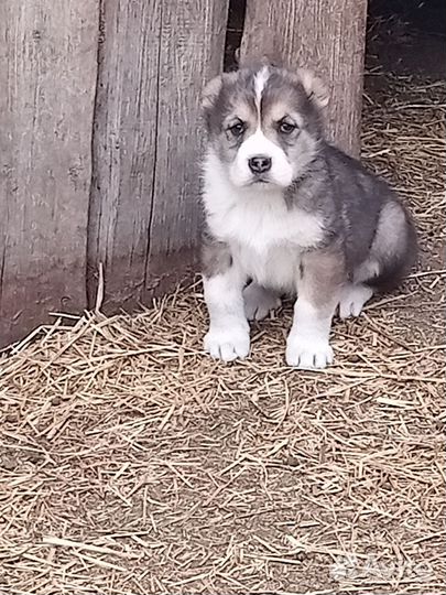 Щенки сао(алабай)