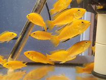 Рыбки Лабидохромис Еллоу 4-10 см
