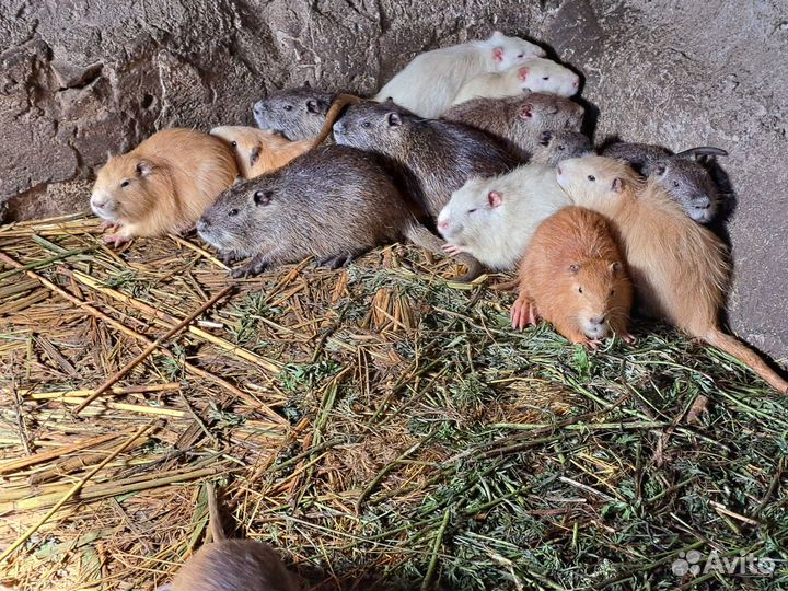 Нутрии и кролики