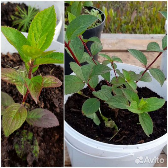 Пинки Винки, Грандифлора,смородина, хоста, Купчиха