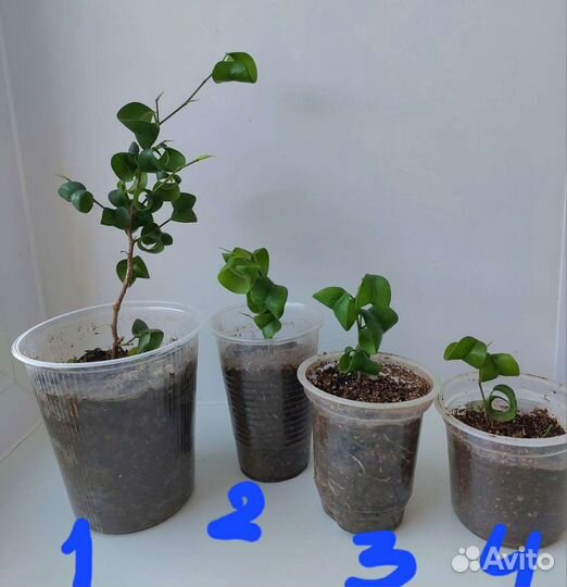 Фикус Бенджамина Барок (Barok)