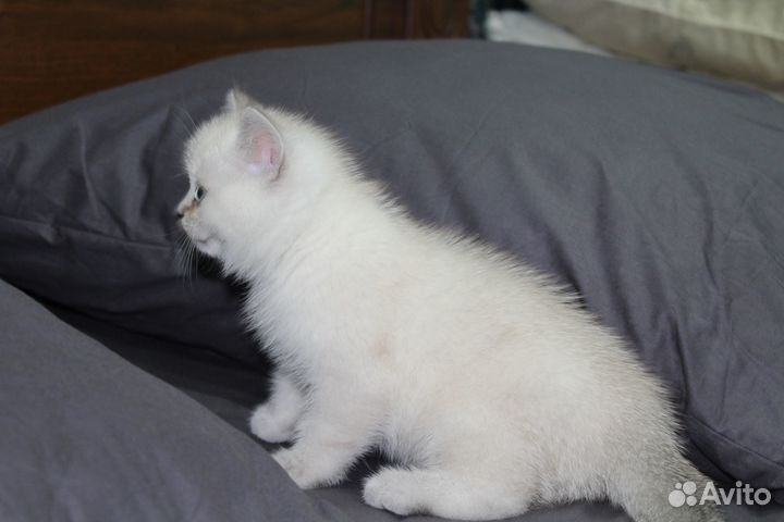 Котята британской шиншиллы
