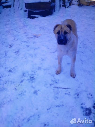 Щенок азиатской овчарки