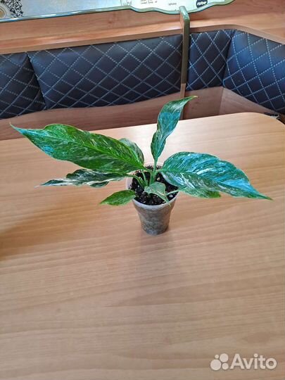 Спатифиллум домино