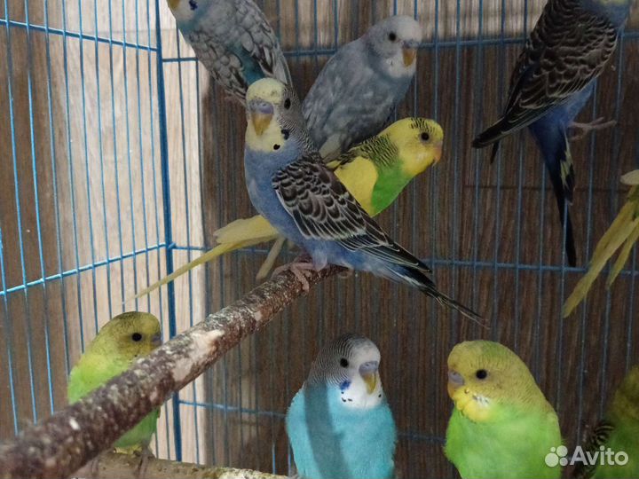 Птенцы и в пару волнистые попугаи
