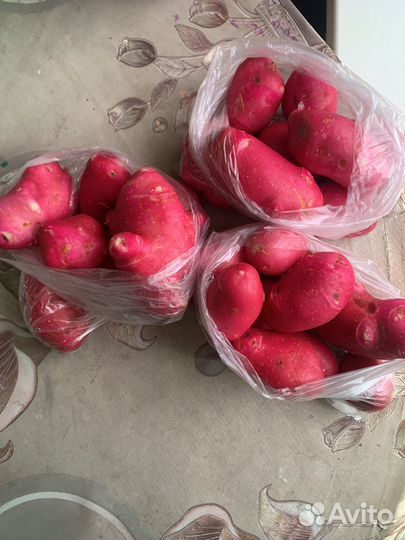 Картофель молодой