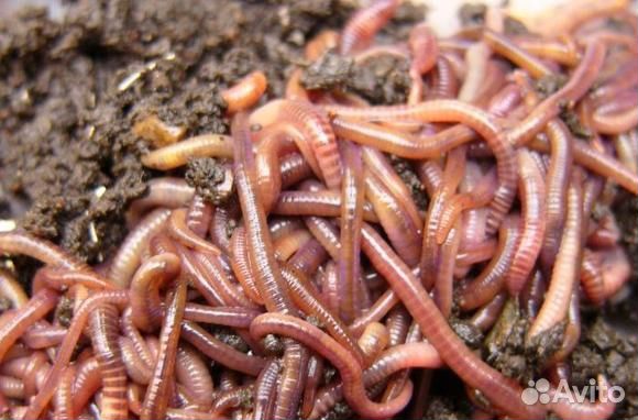 Черви Дендробена