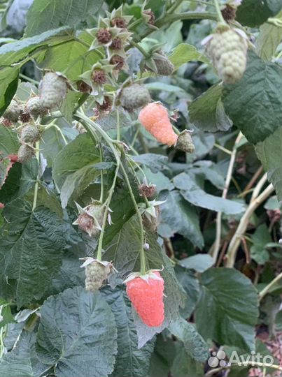 Ремонтантная малина оранжевое чудо