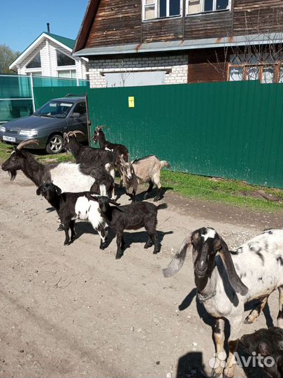 Козы, козлята