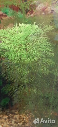 Водоросли для аквариума