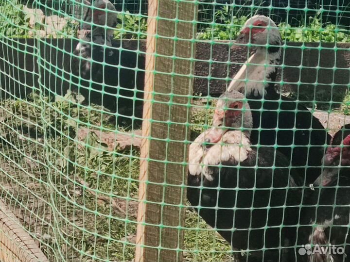 2 семьи индоуток