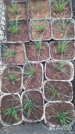 Овсяница сизая