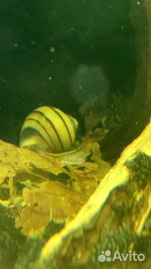 Анцитрус L144 вуаль L144 Snow White