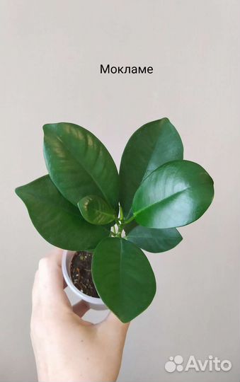 Сортовые фикусы