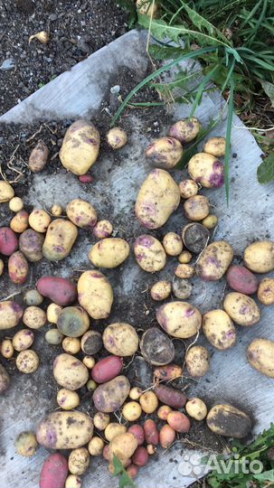 Картофель семенной