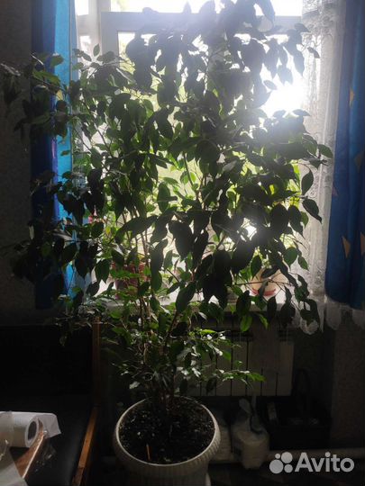 Фикус бенджамина большой