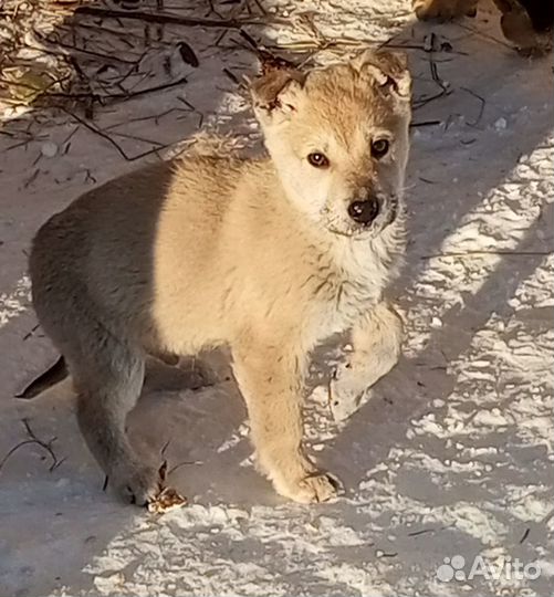 Щенки в добрые руки