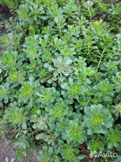 Растения для альпийской горки