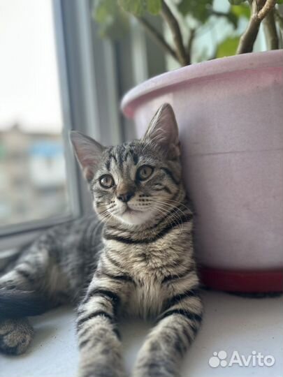 Котенок девочка бесплатно