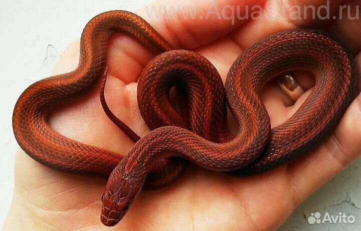 Полоз узорчатый Red striped, S (арт. RS0040)