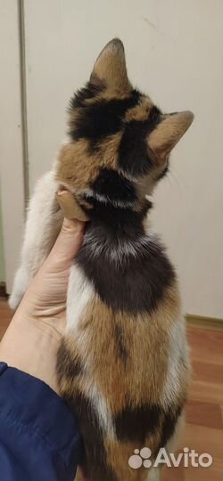 Трехцветный котенок девочка ищет семью
