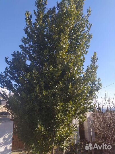 Лавровый лист