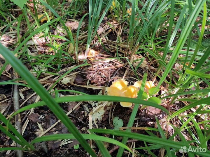 Продукты питания лисички