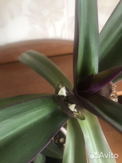 Традесканция Рео