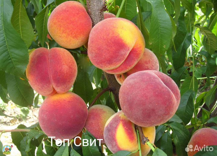 Саженцы персика