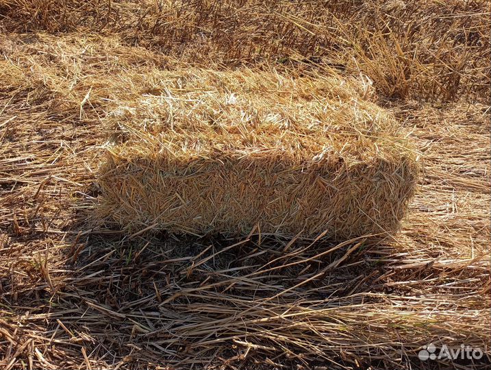 Солома рисовая