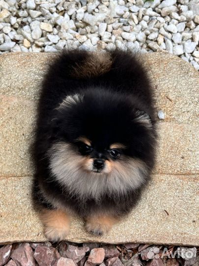 Померанский шпиц мини девочка
