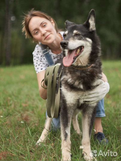 Обездоленная собака, в поисках семьи