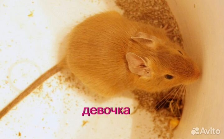 Чилийская белка дегу, цветные малыши