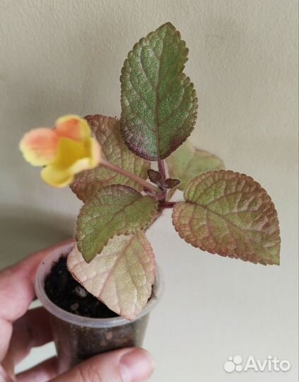 Комнатные цветы