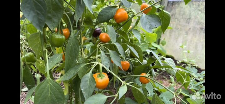 Семена перца