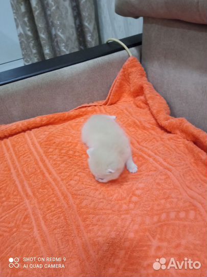 Шотландский котенок