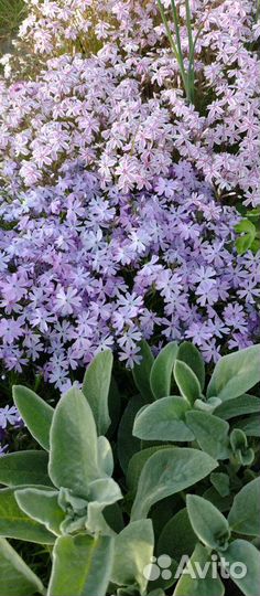 Флокс шиловидный Кэнди Страйпс