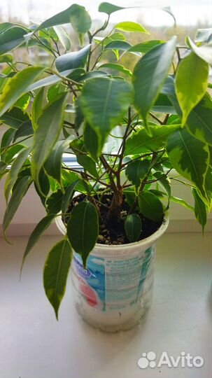 Фикус бенджамина пестролистный