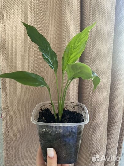 Спатифиллум женское счастье