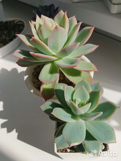 Суккуленты