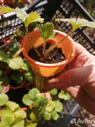 Саженцы клубники