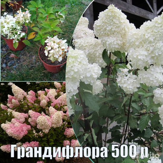 Гортензия метельчатая в ассортименте