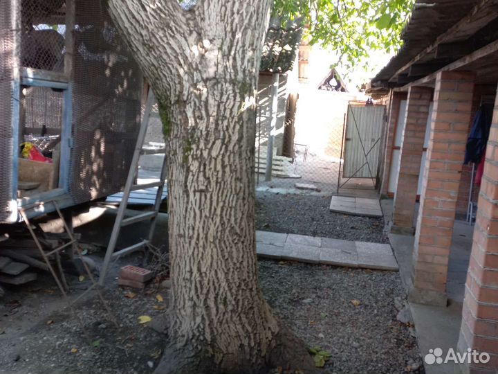 Дерево орех